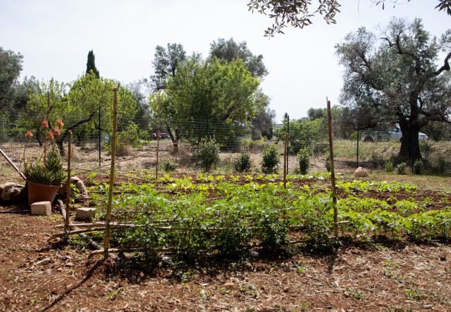 Trullo in Ceglie Messapica - Trullo nonna Netta by pugliadamare Trullo in Ceglie Messapica - Trullo nonna Netta by pugliadamare