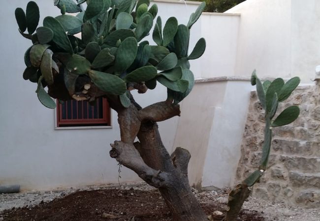 Trullo en Ceglie Messapica - Trullo Sotto le Stelle by Pugliadamare Trullo en Ceglie Messapica - Trullo Sotto le Stelle by Pugliadamare