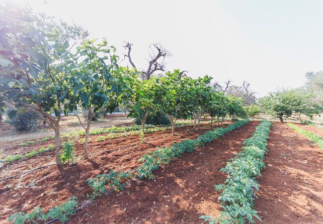 Trullo à Ceglie Messapica - Trullo Isabella by Pugliadamare Trullo à Ceglie Messapica - Trullo Isabella by Pugliadamare