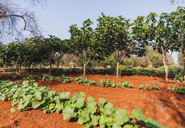 Trullo à Ceglie Messapica - Trullo Isabella by Pugliadamare Trullo à Ceglie Messapica - Trullo Isabella by Pugliadamare